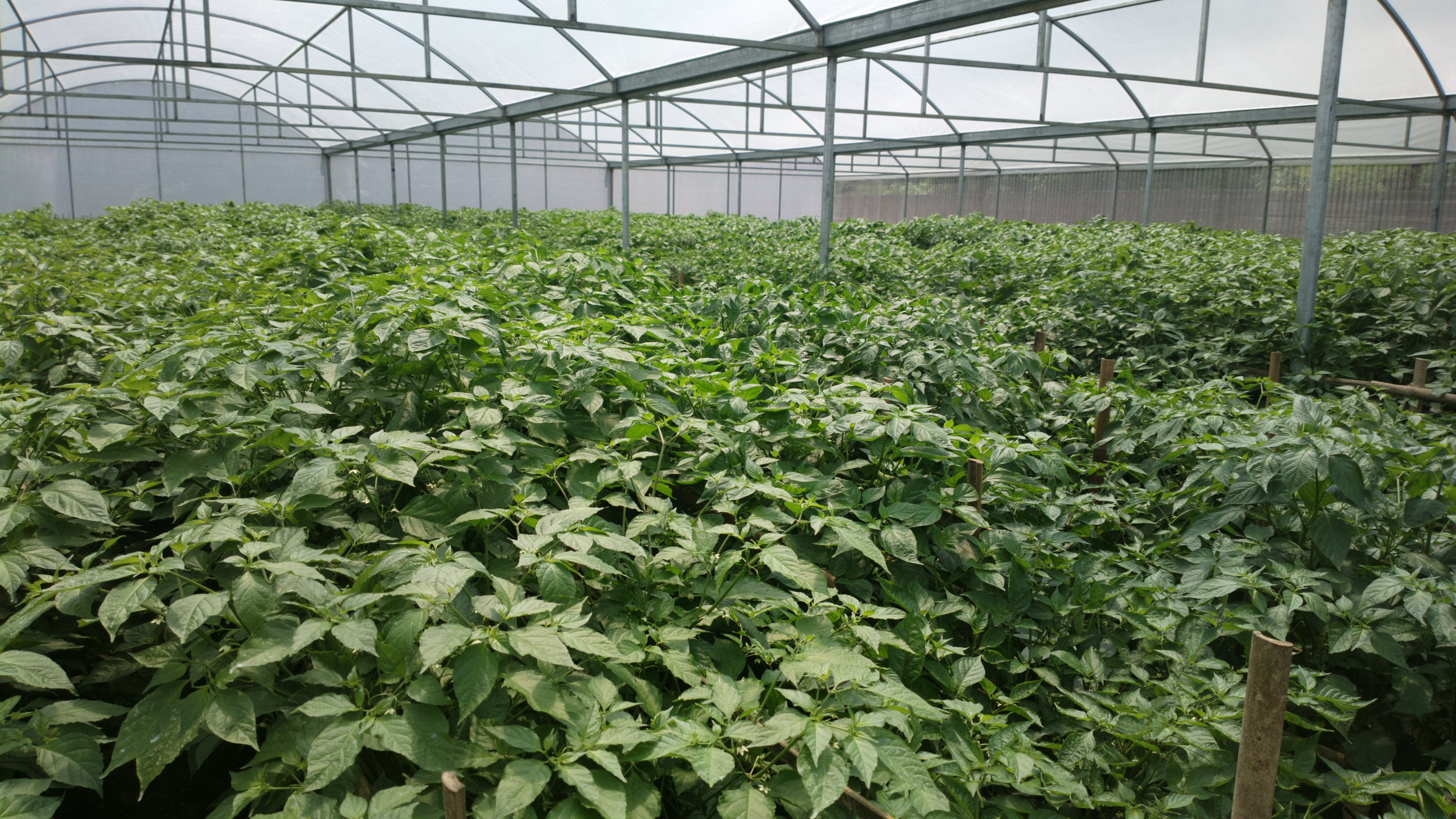 Factors and conditions required to grow Ghost Peppers.