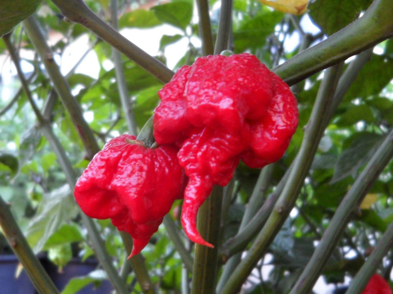 What is the Scoville Heat Scale? How hot is a chilly or pepper variety?